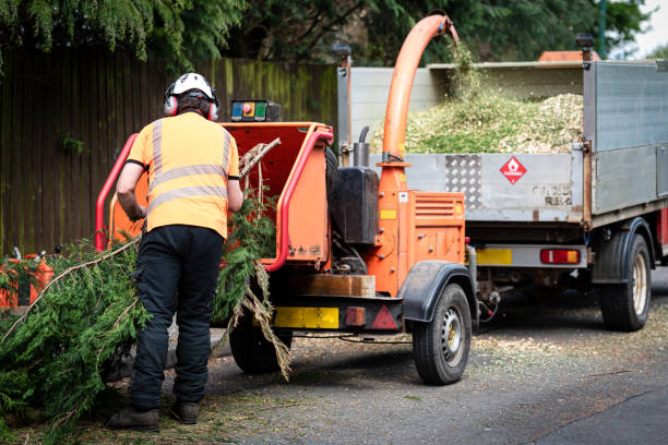 Best Fruit Tree Pruning  in Glenolden, PA