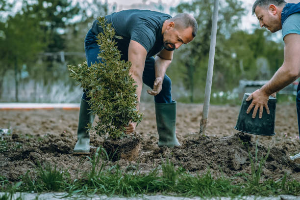 How Our Tree Care Process Works  in  Glenolden, PA